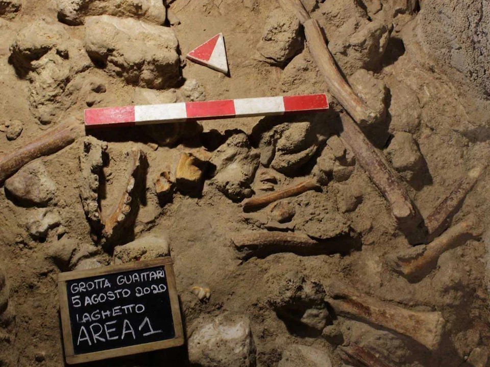 Homo Neanderthalensis