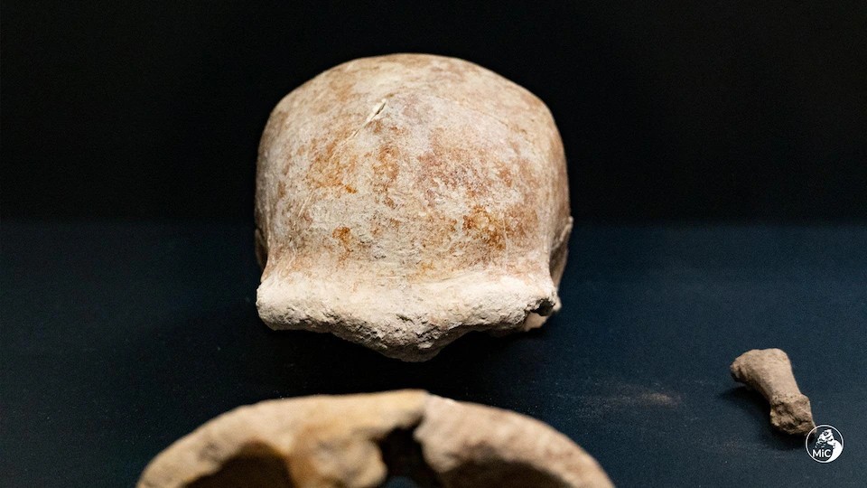 Homo Neanderthalensis