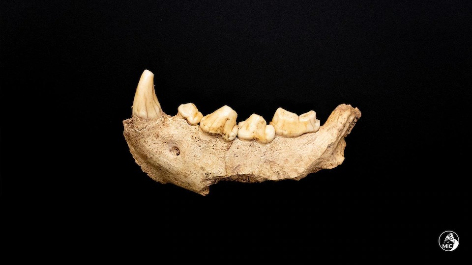 Homo Neanderthalensis