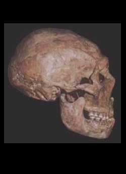 Homo néandertalensis