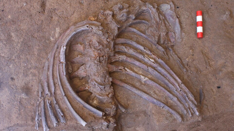 Homo néandertalensis