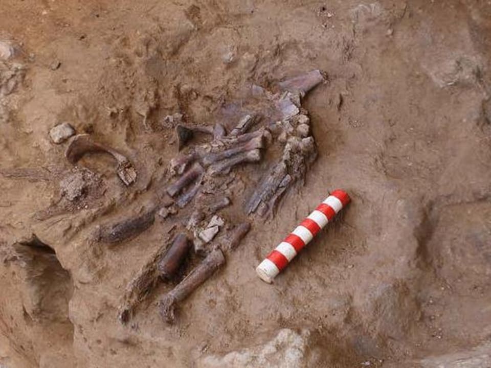 Homo néandertalensis