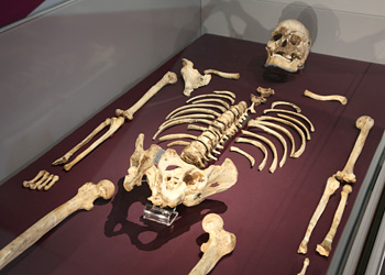 Homo Sapiens de Cheddar (Somerset, Royaume-Uni).