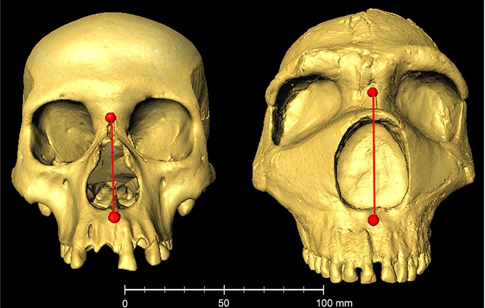 Homo Néandertalien versus Homo sapiens: nez proéminant (squelette).