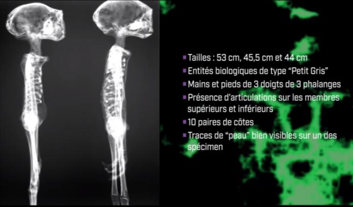 Humanoïde de petite taille muni de trois doigts, aux mains & aux pieds, et 44cm à 53cm de haut.