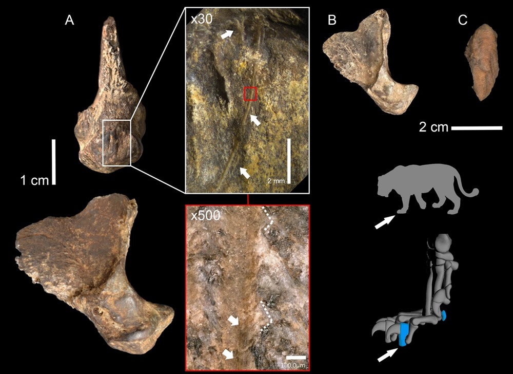 Les restes de trois lions des cavernes à Einhornhöle: A-phalange modifiée, B-phalange non modifiée, C- os sésamoïde, il y a 190 000 ans.