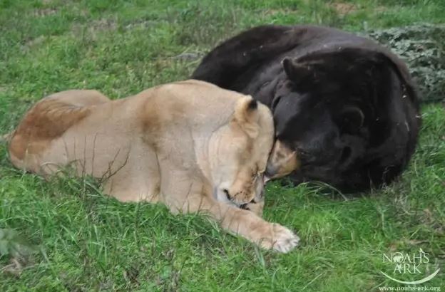 Leo le lion & Baloo l'ours, en 2016, au refuge Noahs Ark (L'Arche de Noé) à Atlanta (Géorgie, Etats-Unis).
