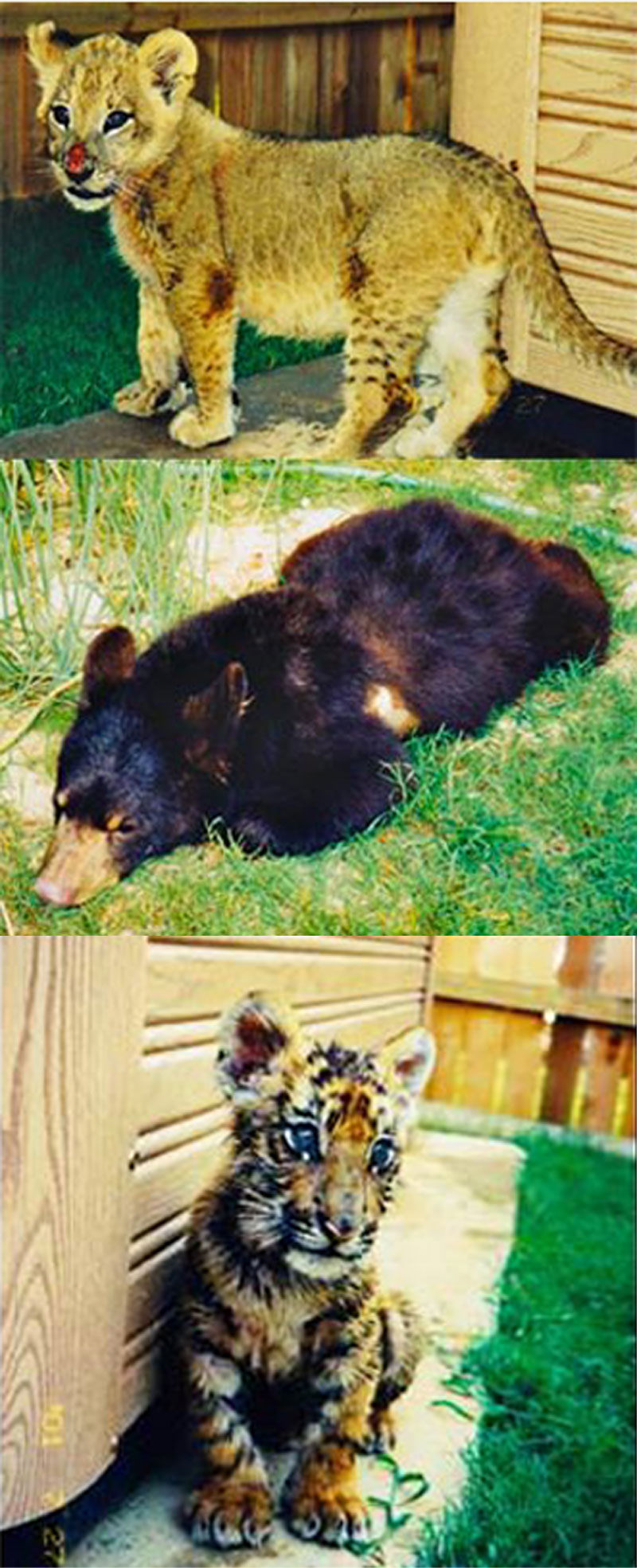 Leo le lion, Baloo l'ours & Shere Khan le tigre, en 2001, au refuge Noahs Ark (L'Arche de Noé) à Atlanta (Géorgie, Etats-Unis).