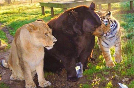 Leo le lion, Baloo l'ours & Shere Khan le tigre, en 2001, au refuge Noahs Ark (L'Arche de Noé) à Atlanta (Géorgie, Etats-Unis).