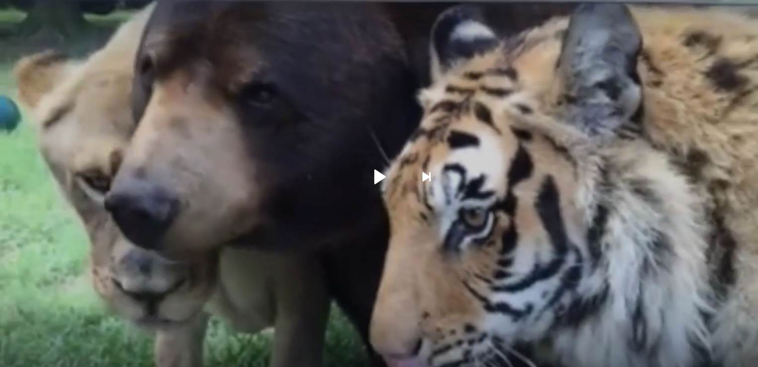 Leo le lion, Baloo l'ours & Shere Khan le tigre, en 2001, au refuge Noahs Ark (L'Arche de Noé) à Atlanta (Géorgie, Etats-Unis).