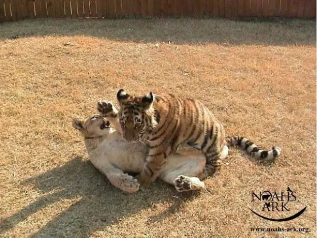 Leo le lion & Shere Khan le tigre, en 2001, au refuge Noahs Ark (L'Arche de Noé) à Atlanta (Géorgie, Etats-Unis).