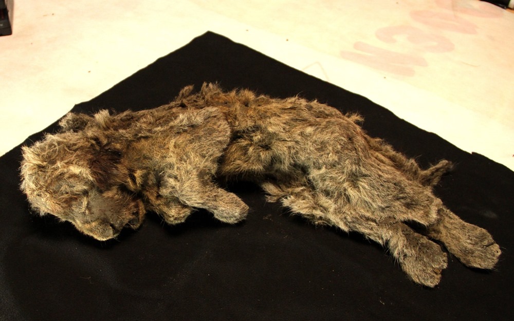 Lionceau des cavernes (Panthera spelaea) vieux de 28 000 ans.