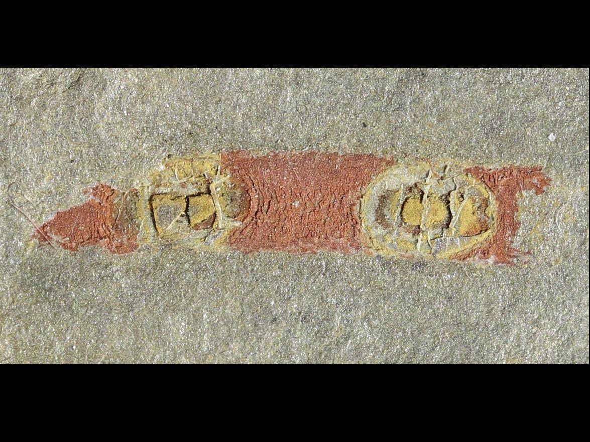 Lobopodes fossilisés dans la montagne Noire (Aude, France), il y a 470 millions d'années.