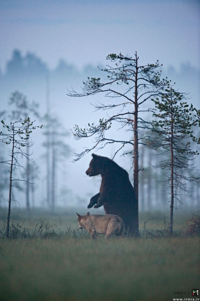 Un ours brun & une louve grise, les meilleurs amis, en Finlande (photographe Lassi Rautiainen).