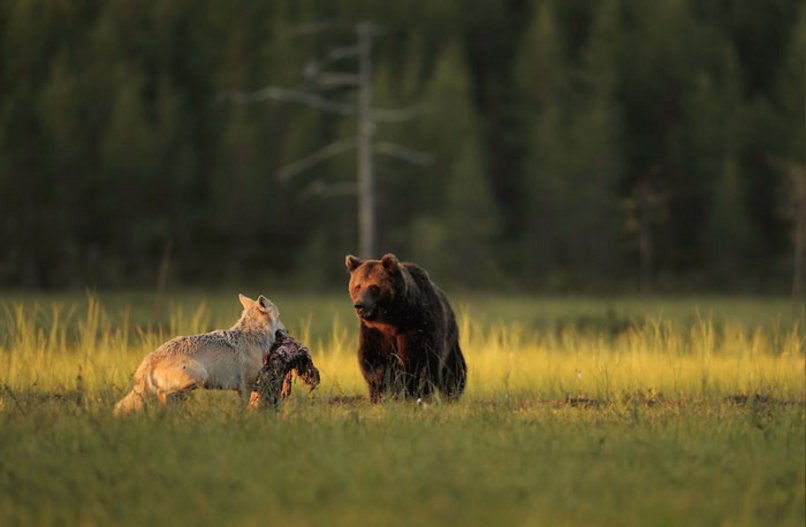 Partage de la nourriture entre une louve grise & un ours brun, en Finlande (photographe Lassi Rautiainen).