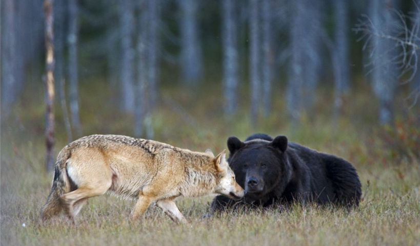 Partage de la nourriture entre une louve grise & un ours brun, en Finlande (photographe Lassi Rautiainen).