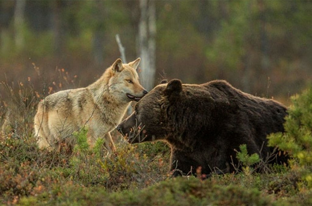 Une louve grise & un ours brun, les meilleurs amis, en Finlande (photographe Lassi Rautiainen).