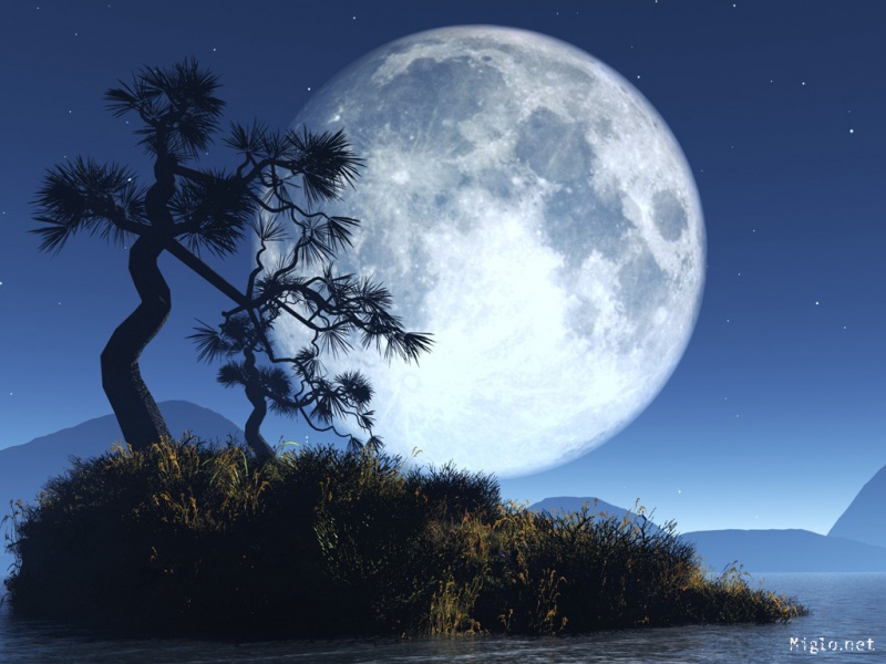 Lune dans la nuit au pied d'un arbre.