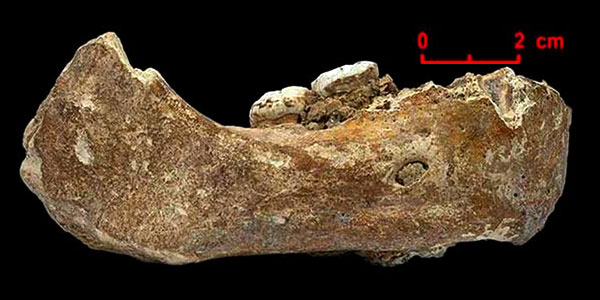 Mandibule de Dénisoviens