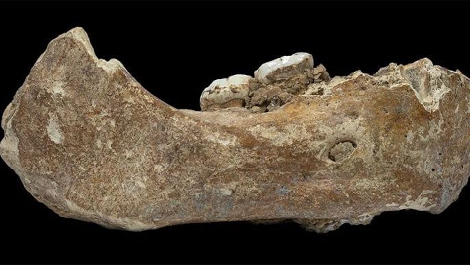Mandibule de Dénisoviens