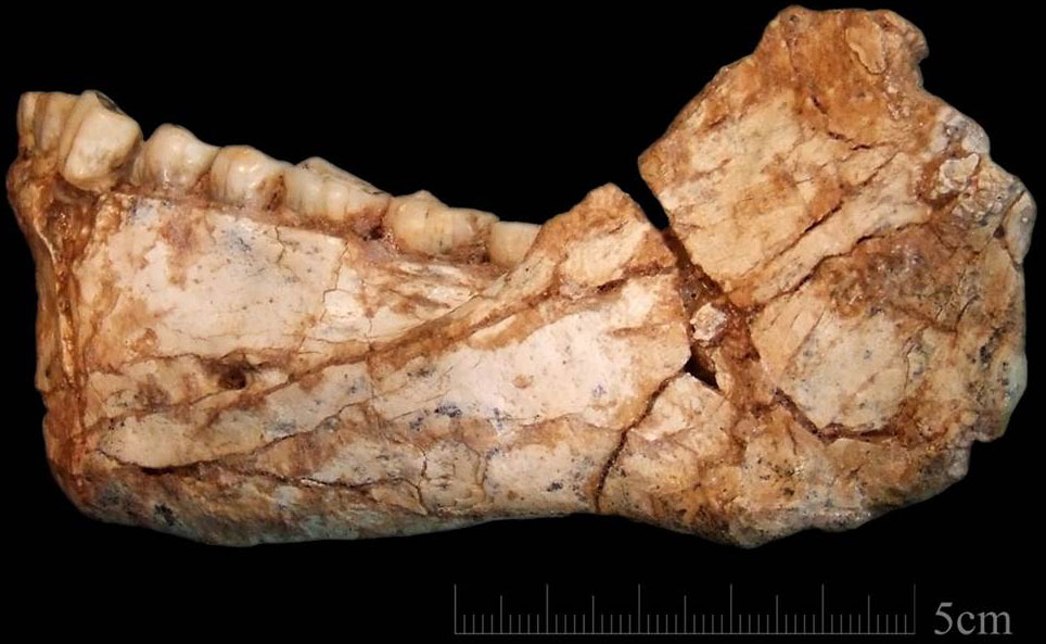 Mandibule du spécimen mise au jour à Jebel Irhoud au Maroc.