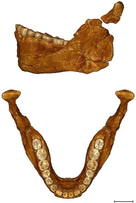 Reconstitution de la mandibule du spécimen mise au jour à Jebel Irhoud au Maroc.