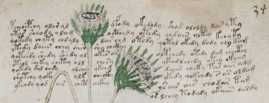 Page 34 (herboristerie) du manuscrit de Voynich.