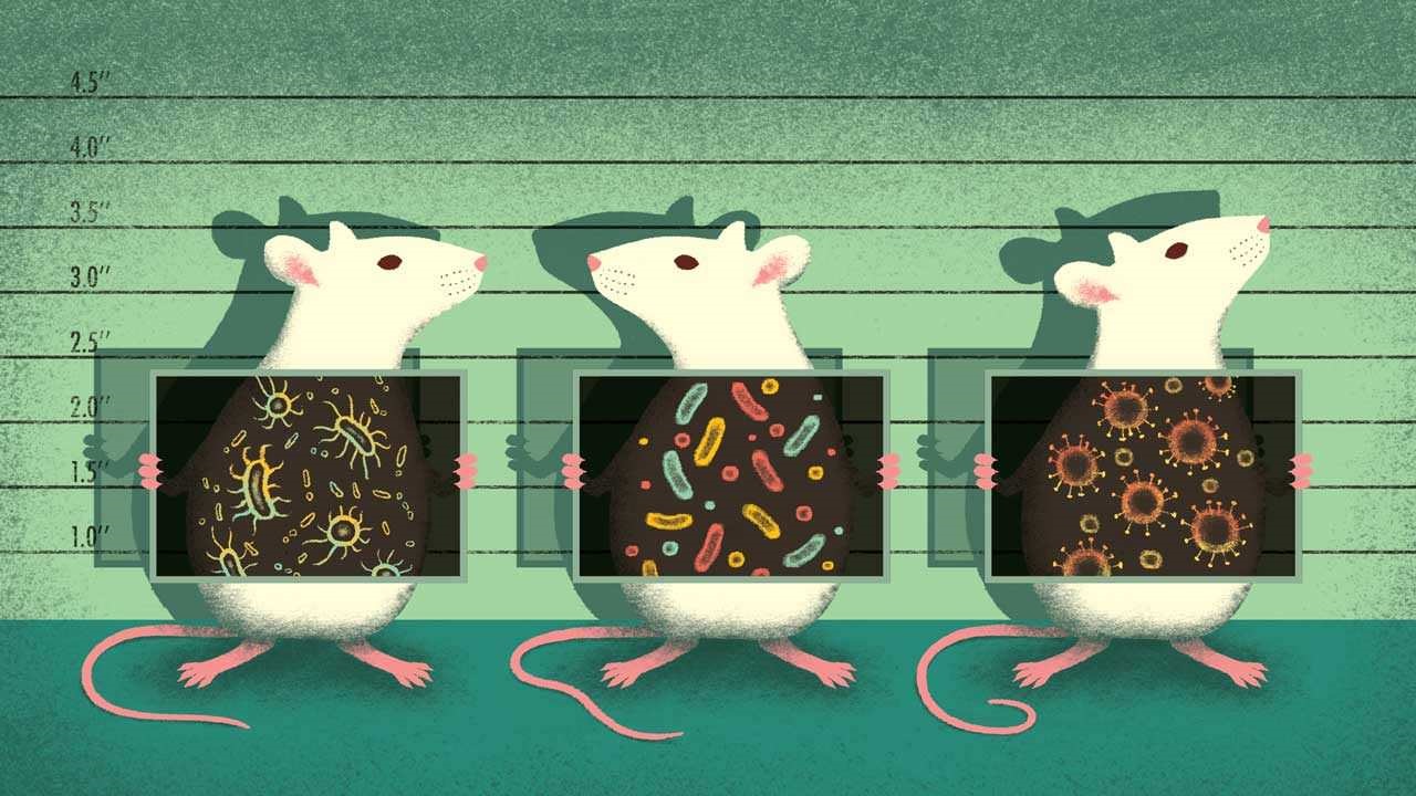 Microbiome de la souris