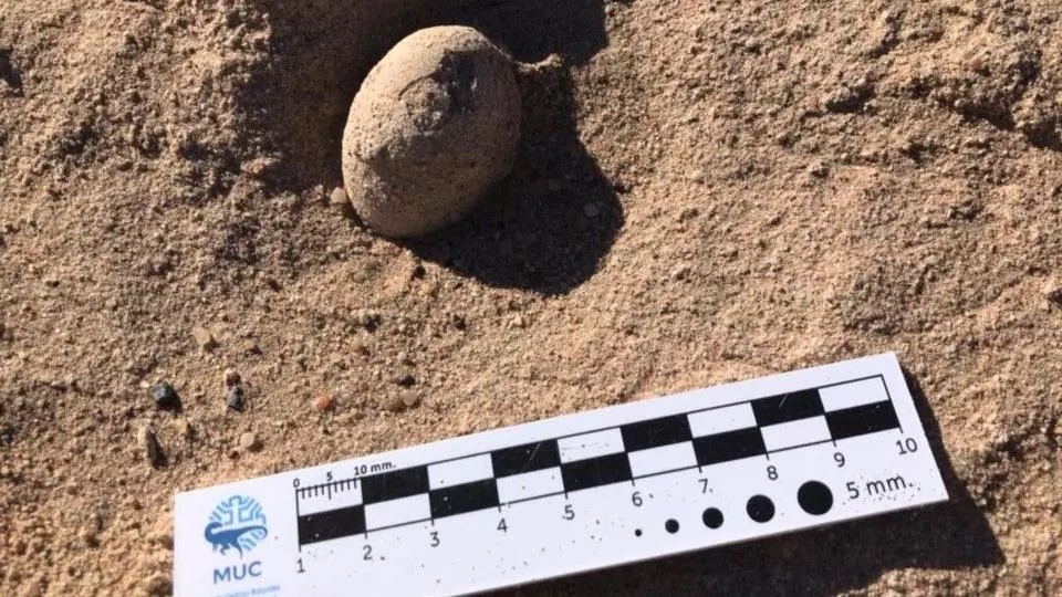 Œufs d'oiseaux, des énantiornithes de Patagonie d'il y a 85 millions d'années