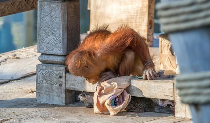 Amitié entre une famille d'orangs-outans et une communauté de loutres (parc zoologique de Pairi Daiza, Brugelette; Belgique).