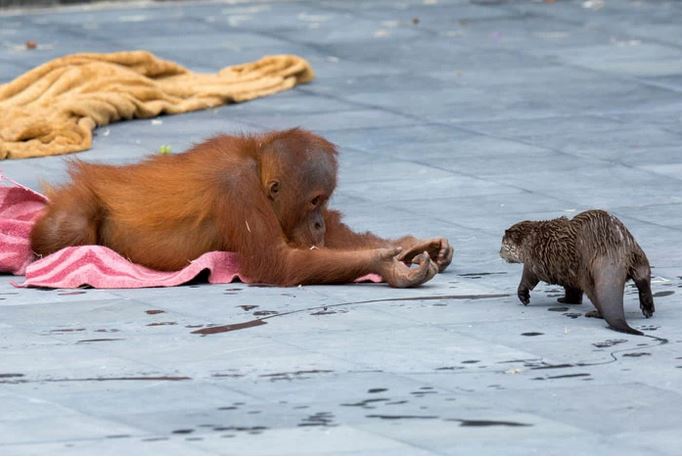 Amitié entre une famille d'orangs-outans et une communauté de loutres (parc zoologique de Pairi Daiza, Brugelette; Belgique).