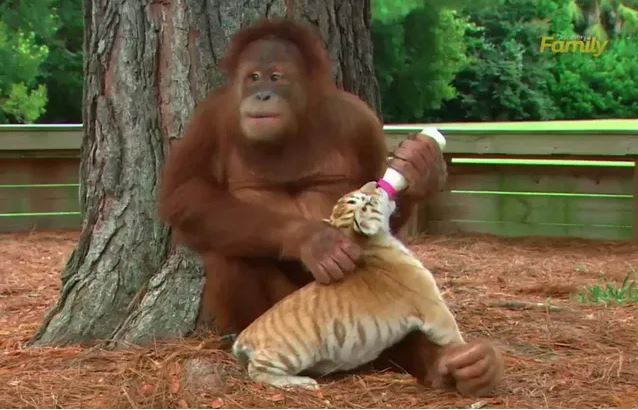 Orang outan, mamam de subsitution pour trois bébés tigres.
