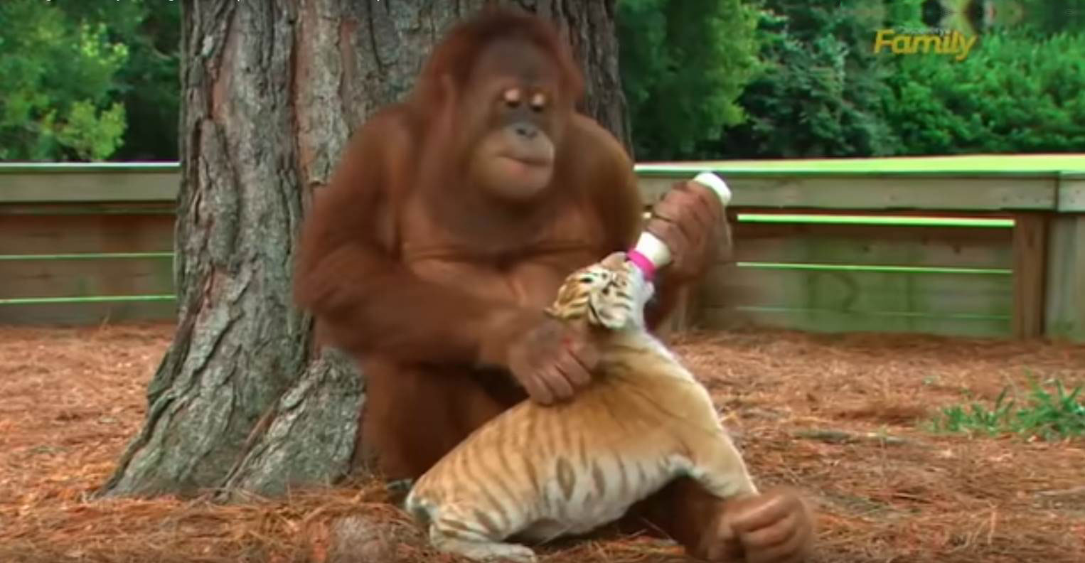 Orang outan, mamam de subsitution pour trois bébés tigres.