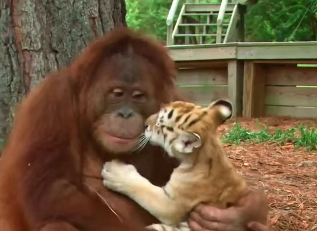 Orang outan, mamam de subsitution pour trois bébés tigres.
