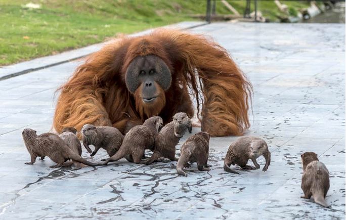 Amitié entre une famille d'orangs-outans et une communauté de loutres (parc zoologique de Pairi Daiza, Brugelette; Belgique).