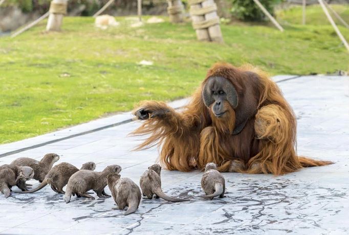 Amitié entre une famille d'orangs-outans et une communauté de loutres (parc zoologique de Pairi Daiza, Brugelette; Belgique).