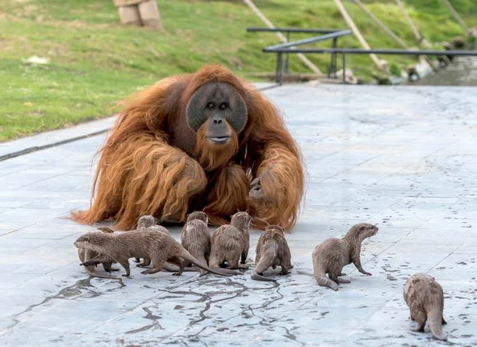 Amitié entre une famille d'orangs-outans et une communauté de loutres (parc zoologique de Pairi Daiza, Brugelette; Belgique).