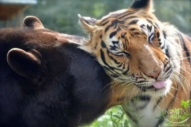 Baloo l'ours & le tigre Shere Khan, en 2016, au refuge Noahs Ark (L'Arche de Noé) à Atlanta (Géorgie, Etats-Unis).