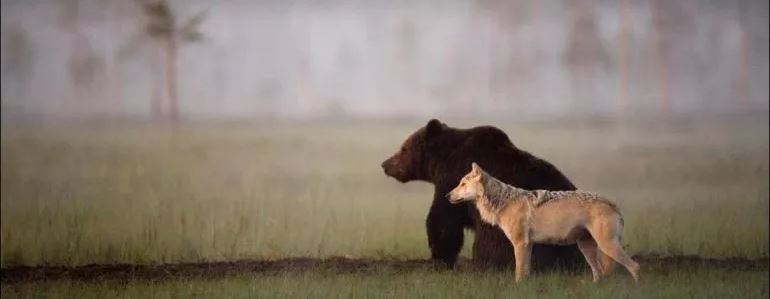 Une louve grise & un ours brun, les meilleurs amis, en Finlande (photographe Lassi Rautiainen).