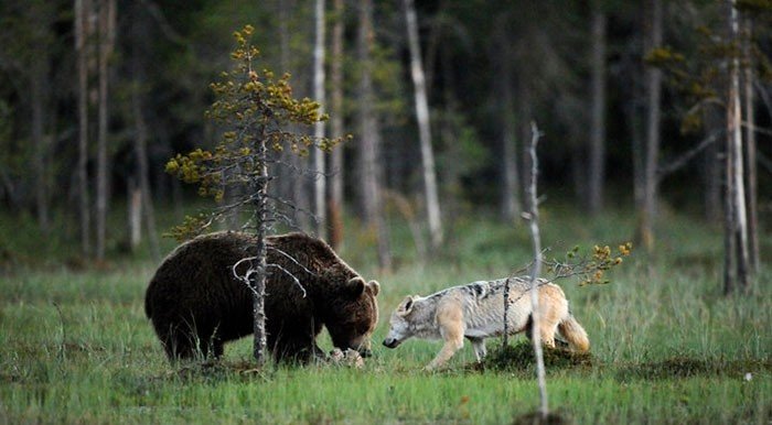 Partage de la nourriture entre une louve grise & un ours brun, en Finlande (photographe Lassi Rautiainen).
