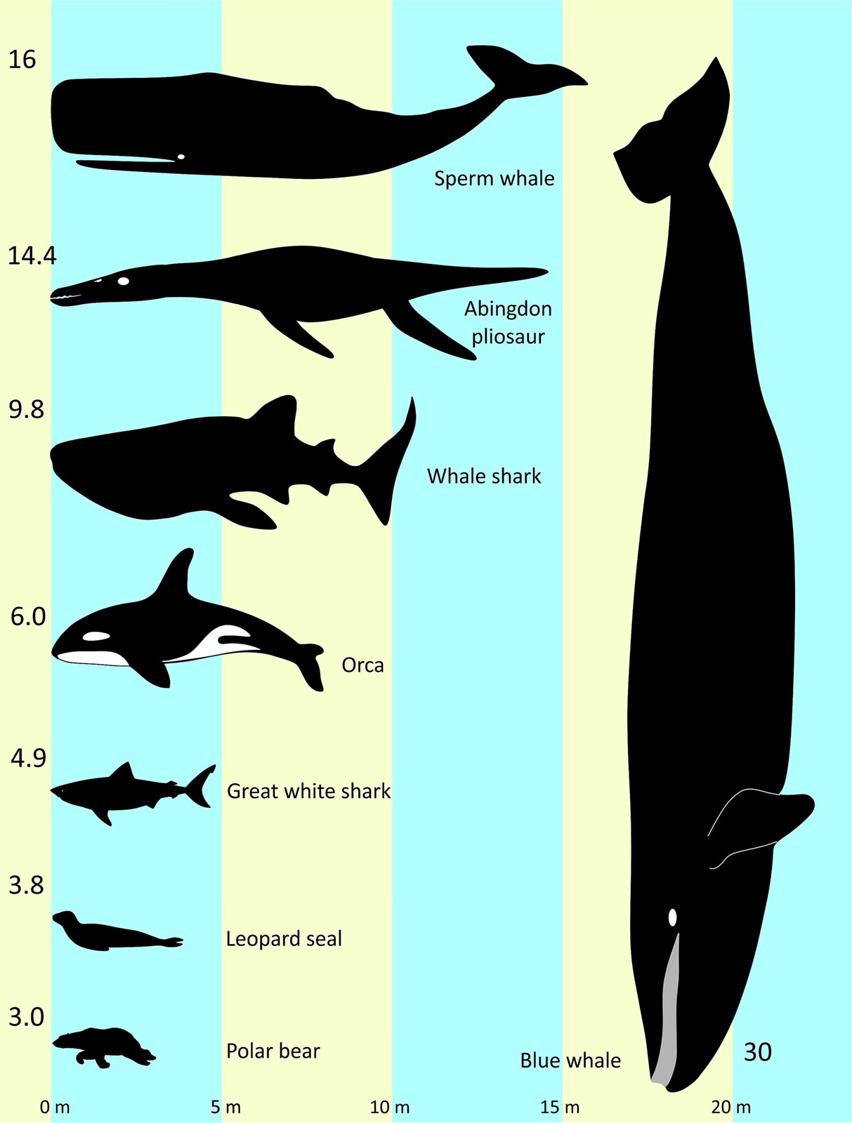 Comparaison, en taille, entre un pliosaure & d'autres animaux marins.
