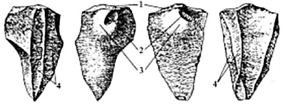 Outil miocène (2M.a.) versus outil moustérien (100 000 ans).