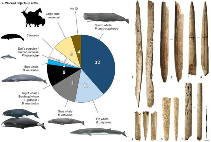 Outils en os de baleine, à Santa Catalina dans le golfe de Gascogne, vieux de 22 000 ans.
