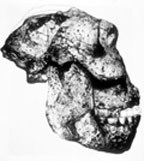 Paranthropus robustus