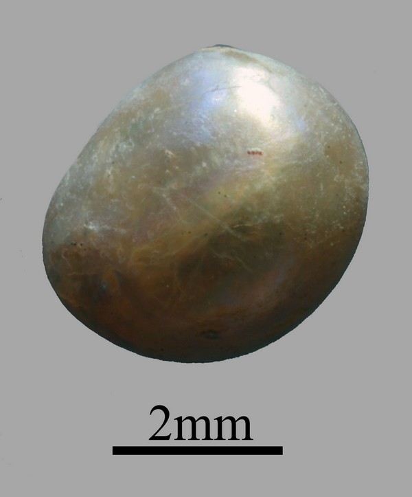Perle fine de l'habitat d'Akab aux Emirats Arabes Unis, il y a 7 700 ans.
