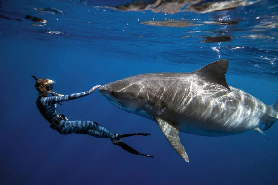 Ocean Ramsey x Xcel : une collection pour la défense des requins