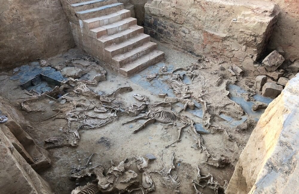 Sacrifice d'animaux (chevaux, vaches, porcs, chien) à Casas del Turuñuelo en Espagne.