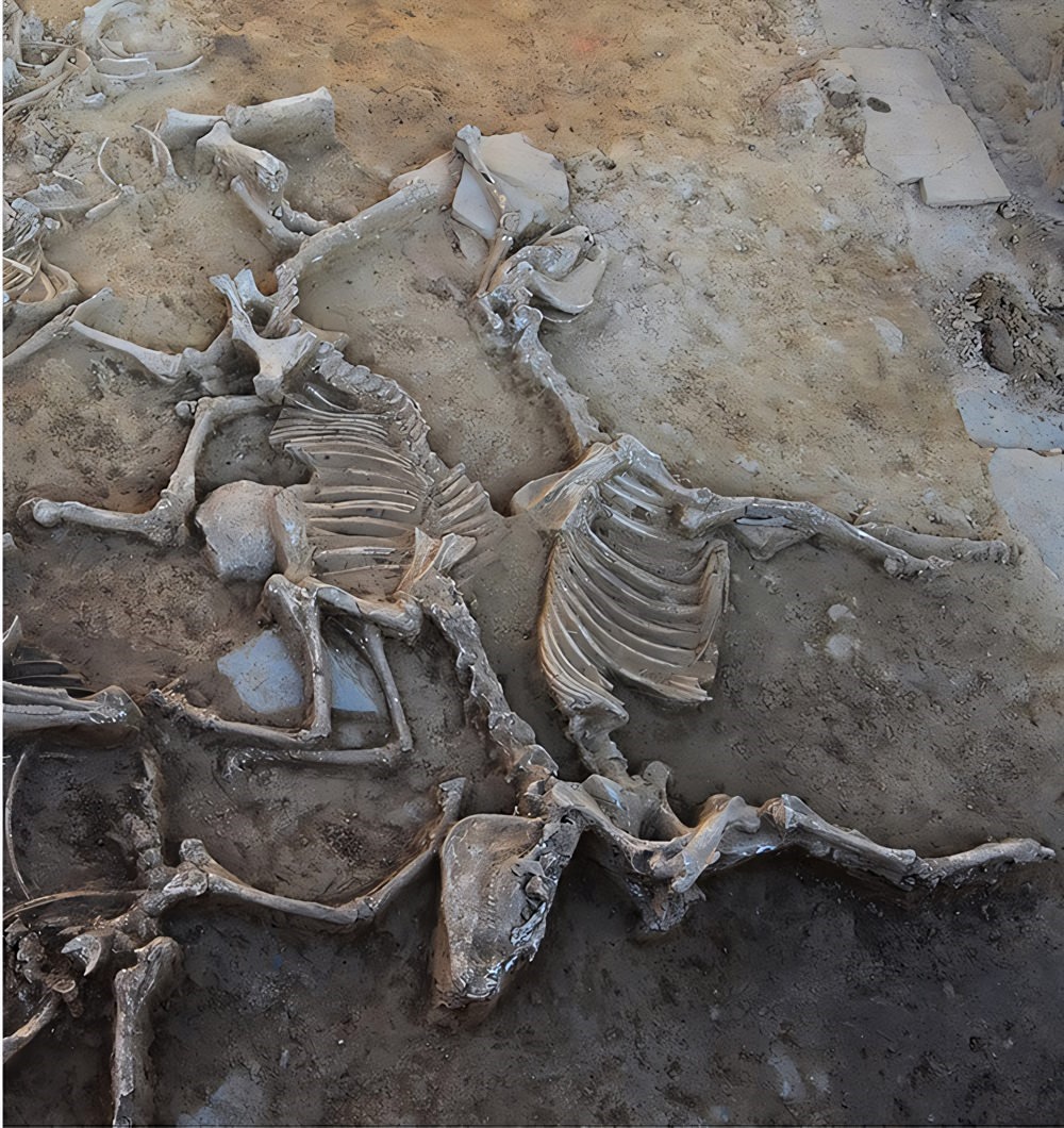 Sacrifice d'animaux (chevaux, vaches, porcs, chien) à Casas del Turuñuelo en Espagne.