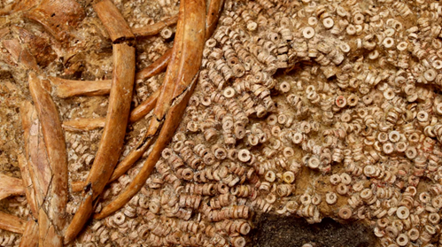 Sépultures perlées à Tholos de Montelirio à Séville en Espagne, il y a 5 000 ans.