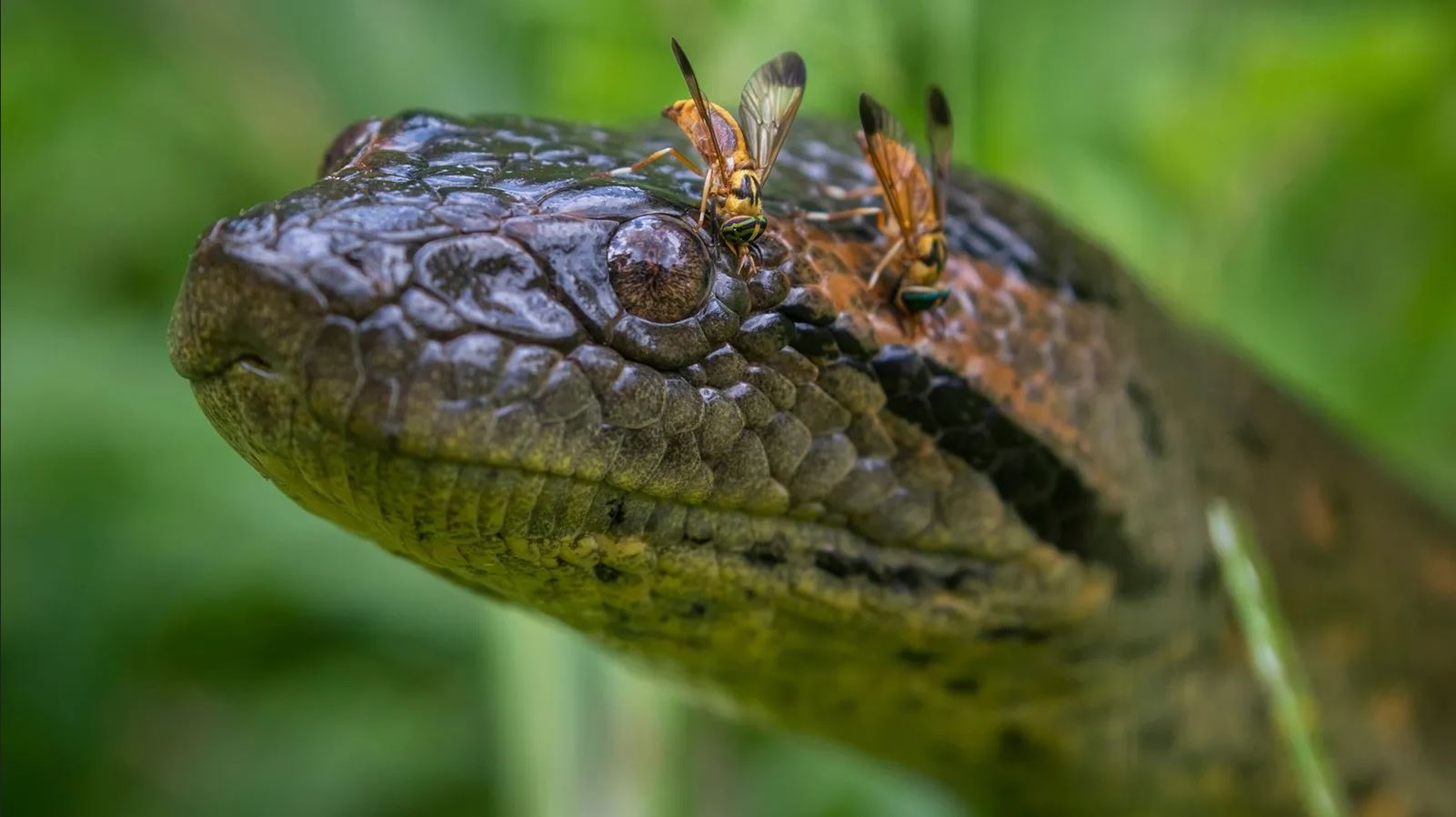 Serpent Anaconda vert Eunectes Murinus (parc national Yasuni, Venezuela, Amérique du Sud).